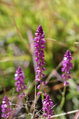 Polygalaceae