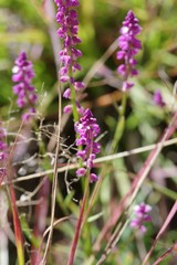 Polygalaceae