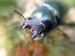 Lucanus cervus