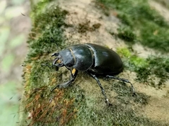 Lucanus cervus