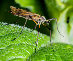 Prionolabis rufibasis