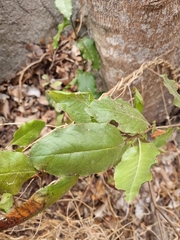 Escallonia pulverulenta