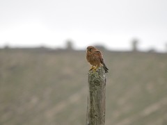 Falco tinnunculus dacotiae