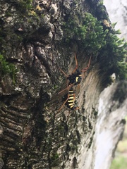 Ctenophora flaveolata