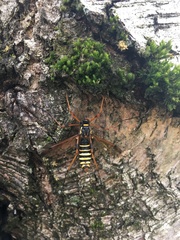 Ctenophora flaveolata