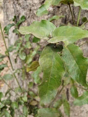 Beilschmiedia miersii