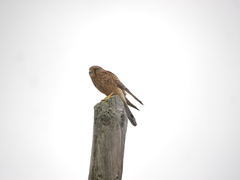 Falco tinnunculus dacotiae