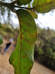 Beilschmiedia miersii