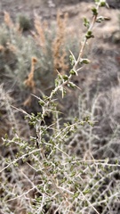 Sarcobataceae