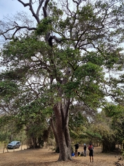 Beilschmiedia miersii