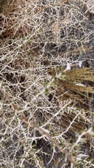 Sarcobataceae