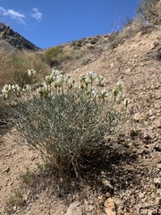 Astragalus pachypus pachypus