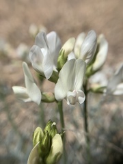 Astragalus pachypus pachypus