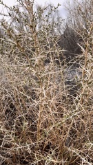 Sarcobataceae