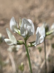 Astragalus pachypus pachypus