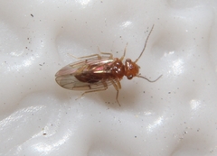 Ectopsocopsis cryptomeriae