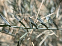 Astragalus pachypus pachypus