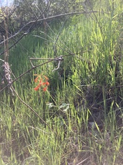 Delphinium nudicaule