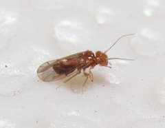 Ectopsocopsis cryptomeriae
