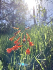 Delphinium nudicaule