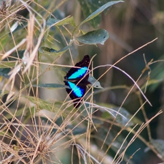 Doxocopa laurentia cherubina
