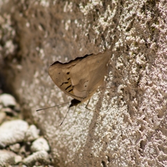 Doxocopa laurentia cherubina