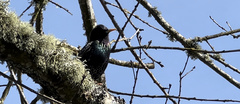 Sturnus vulgaris