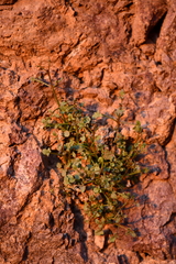 Perityle gilensis gilensis