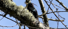 Sturnus vulgaris