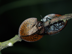 Eugenysa cuprifulgens