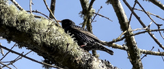 Sturnus vulgaris