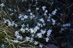 Phlox tenuifolia