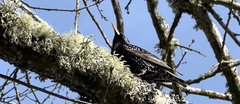 Sturnus vulgaris