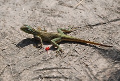 Agama picticauda image