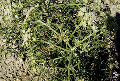 Echinophora tournefortii