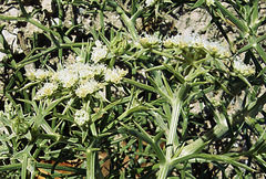 Echinophora tournefortii