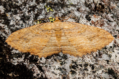 Austrocidaria anguligera