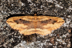 Austrocidaria anguligera