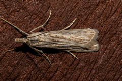 Eudonia atmogramma