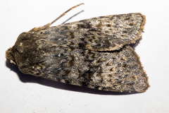 Ichneutica virescens