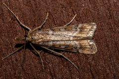 Scoparia dryphactis