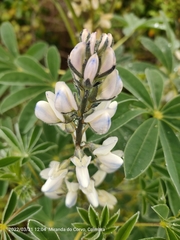 Lupinus albus