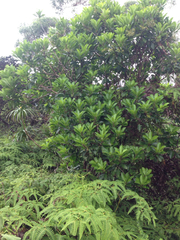 Ilex anomala