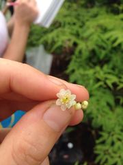 Ilex anomala