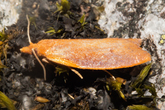 Planotortrix flammea