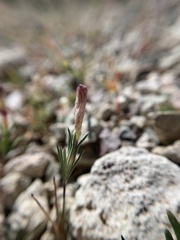 Linanthus dichotomus