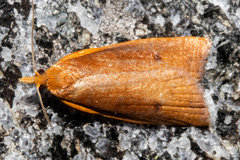 Planotortrix flammea