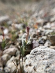 Linanthus dichotomus
