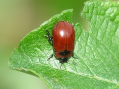 Gonioctena