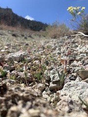 Linanthus dichotomus